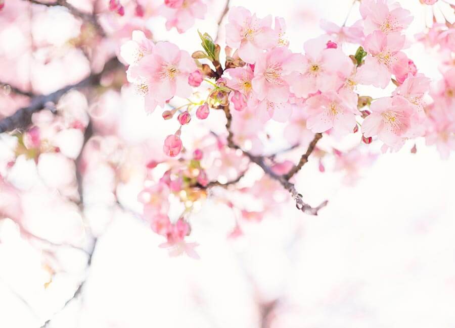 Blossom Tree